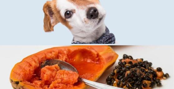 Can Dogs Eat Papaya?