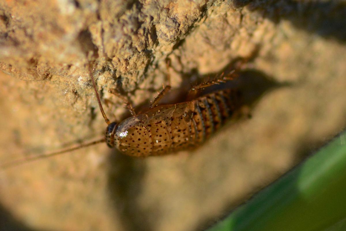 Why Do Cockroaches Come Out at Night?
