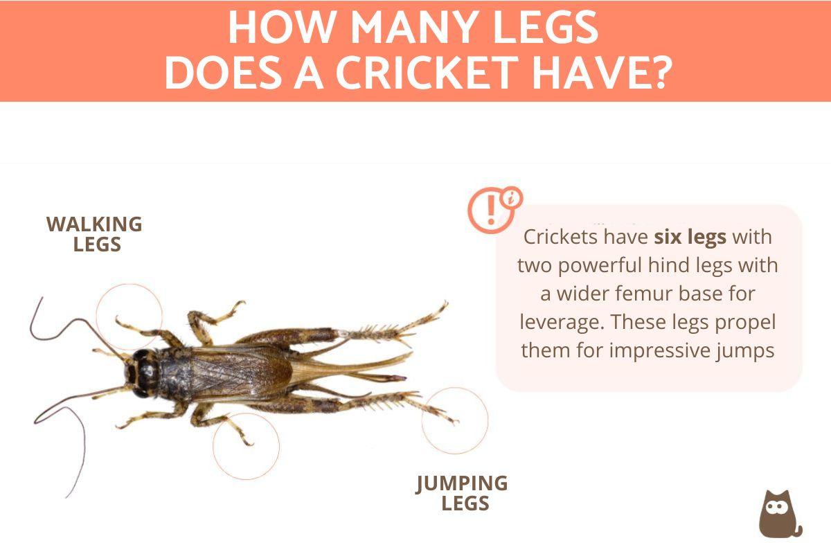 How Many Legs Does a Cricket Have?