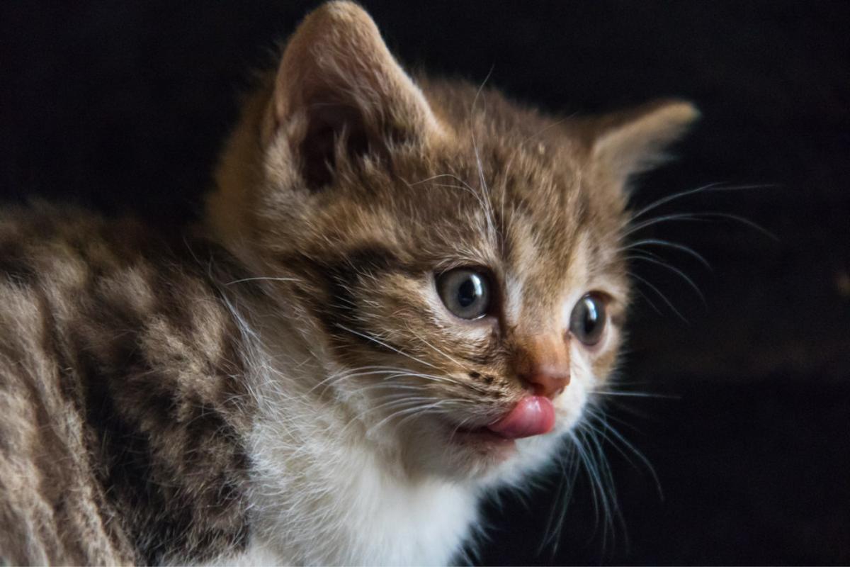 Life Cycle of a Cat - Stages of Development in Domestic Cats