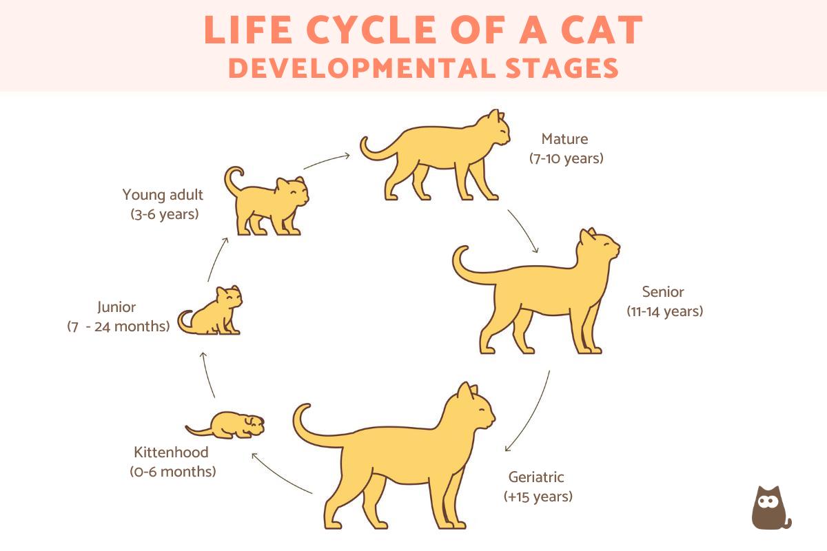 Life Cycle of a Cat - Stages of Development
