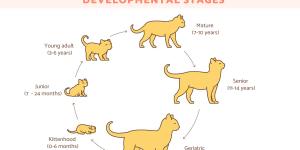 Life Cycle of a Cat - Stages of Development