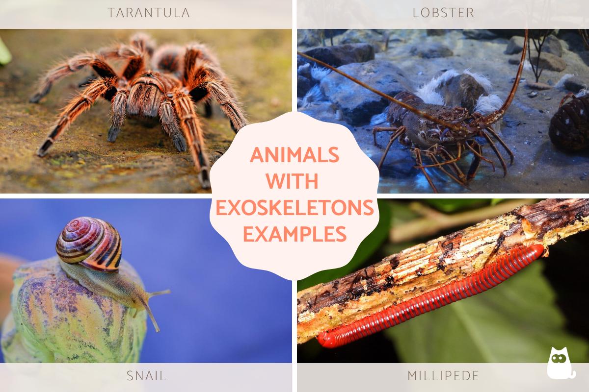 Animals That Have an Exoskeleton Examples
