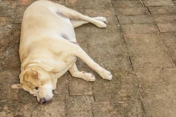 My Dog's Wound Won't Heal - Corticosteroids