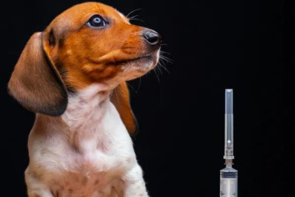 My Dog's Wound Won't Heal - Diabetes