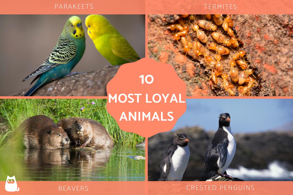 Most Loyal Animals to Their Mates