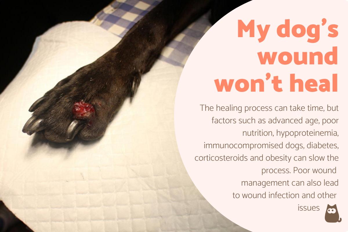 My Dog's Wound Won't Heal