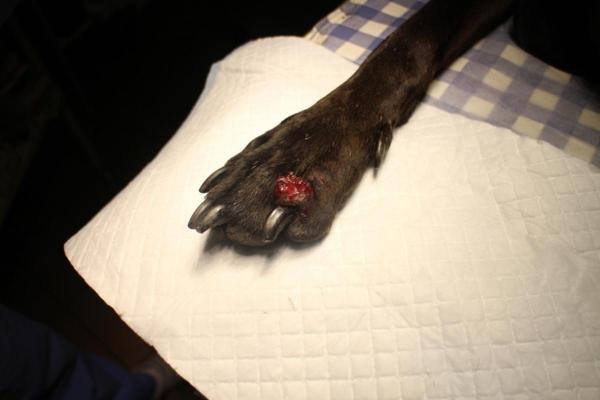 My Dog's Wound Won't Heal