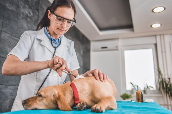 My Dog's Wound Won't Heal - Poor wound management