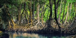 Endangered Animals of the Mangrove Forests