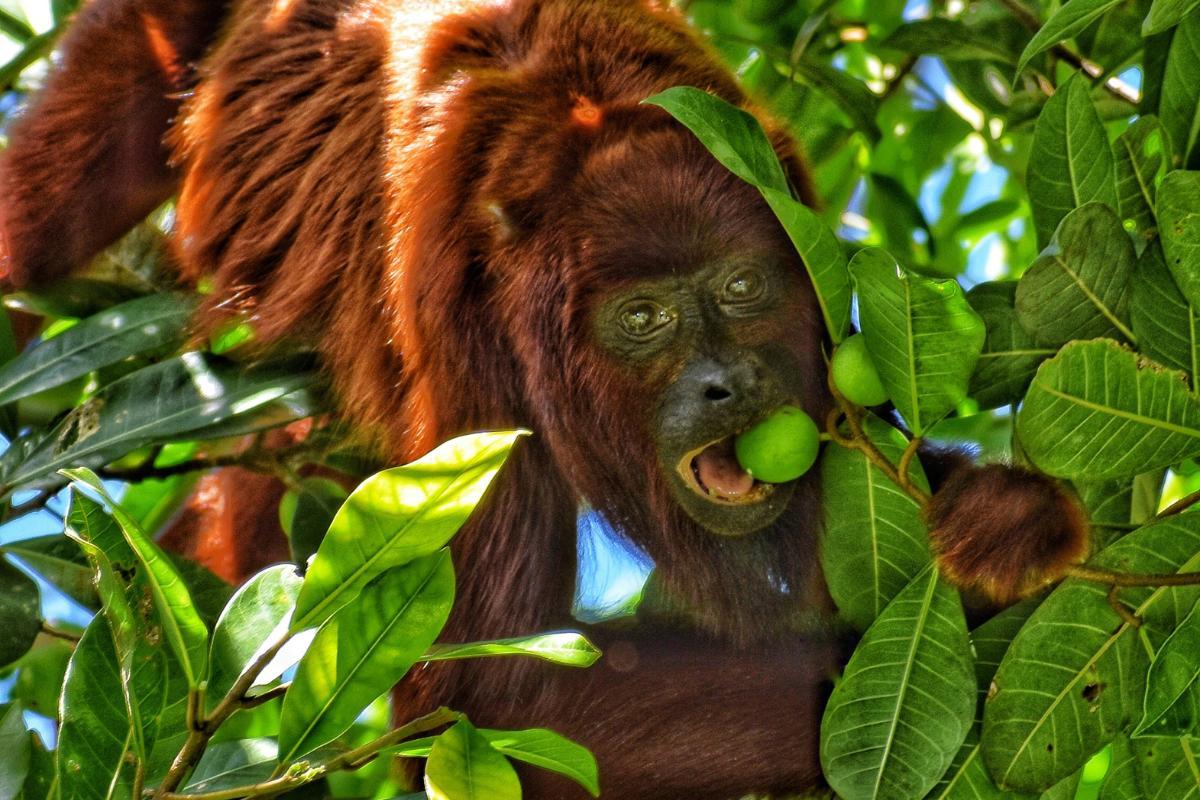 14 Howler Monkey Species - Unique Traits, Habitats and Conservation Status