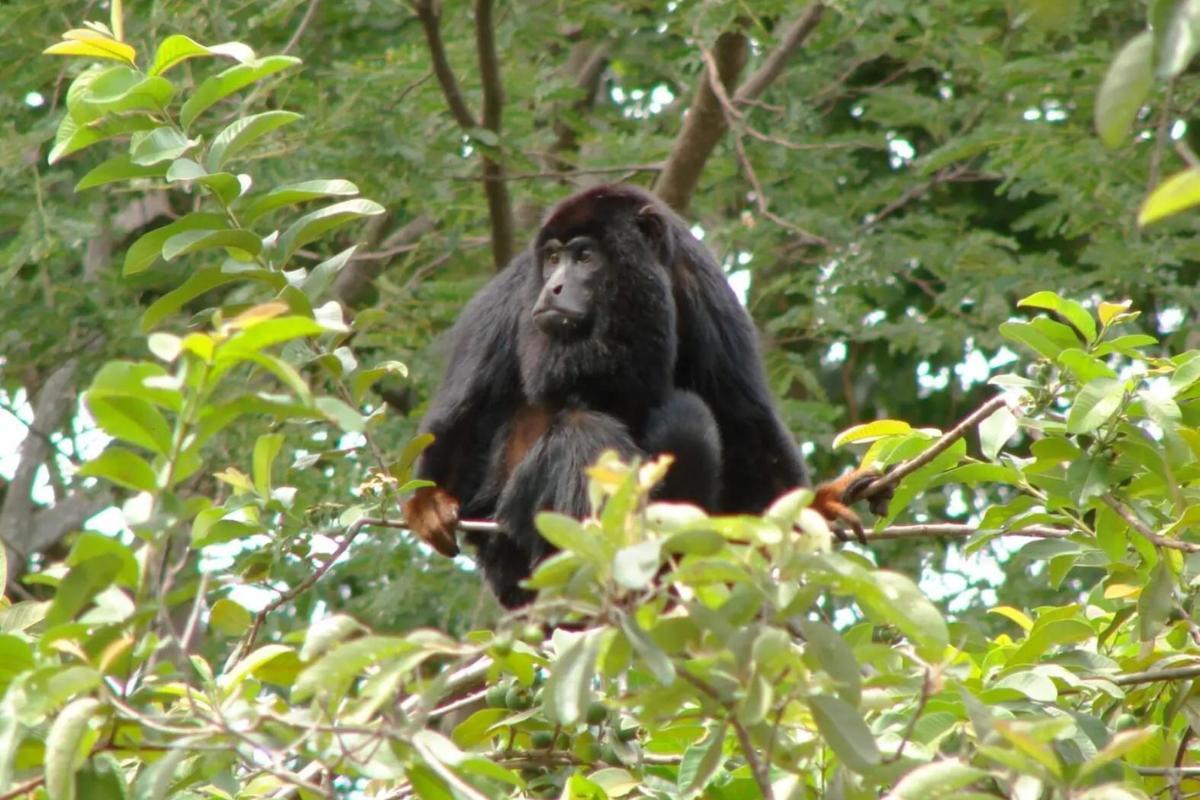 14 Howler Monkey Species - Unique Traits, Habitats and Conservation Status