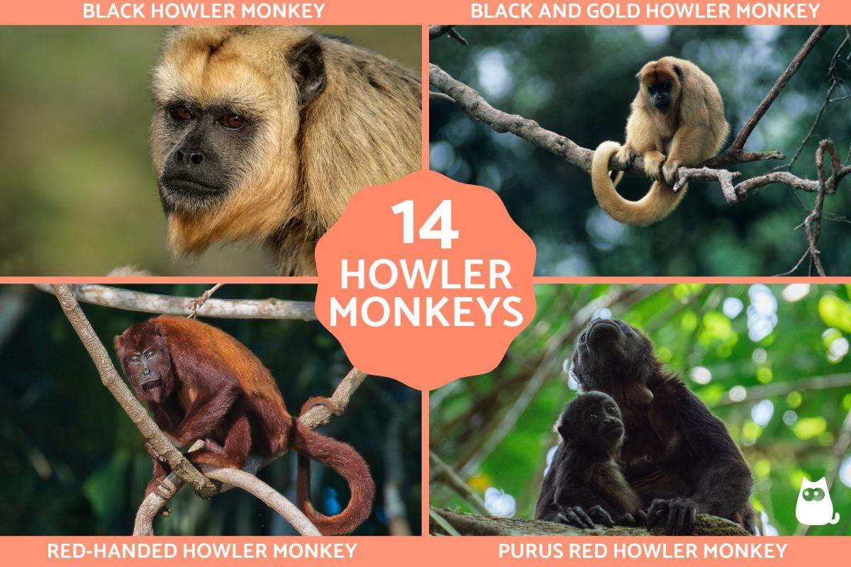 Types of Howler Monkeys