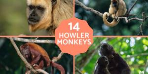 Types of Howler Monkeys