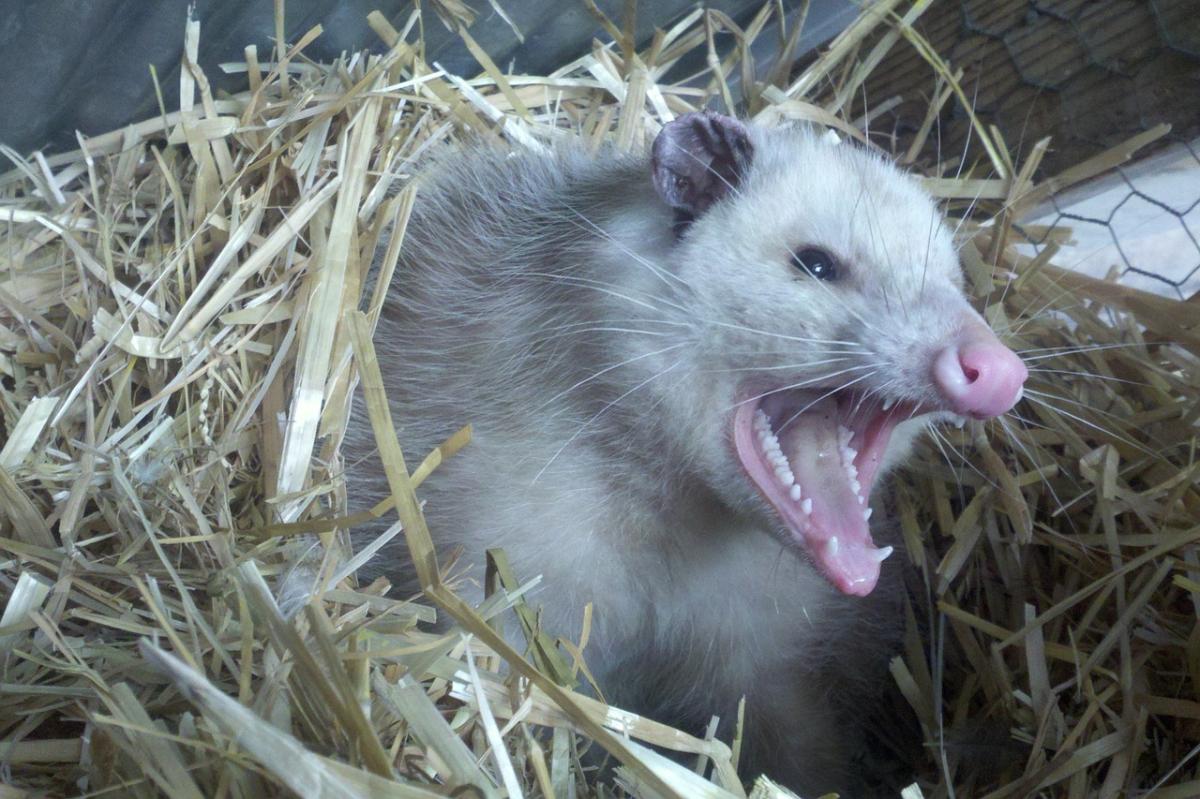 What Do Opossums Eat? - Baby and Adult