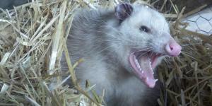 What Do Opossums Eat? - Baby and Adult