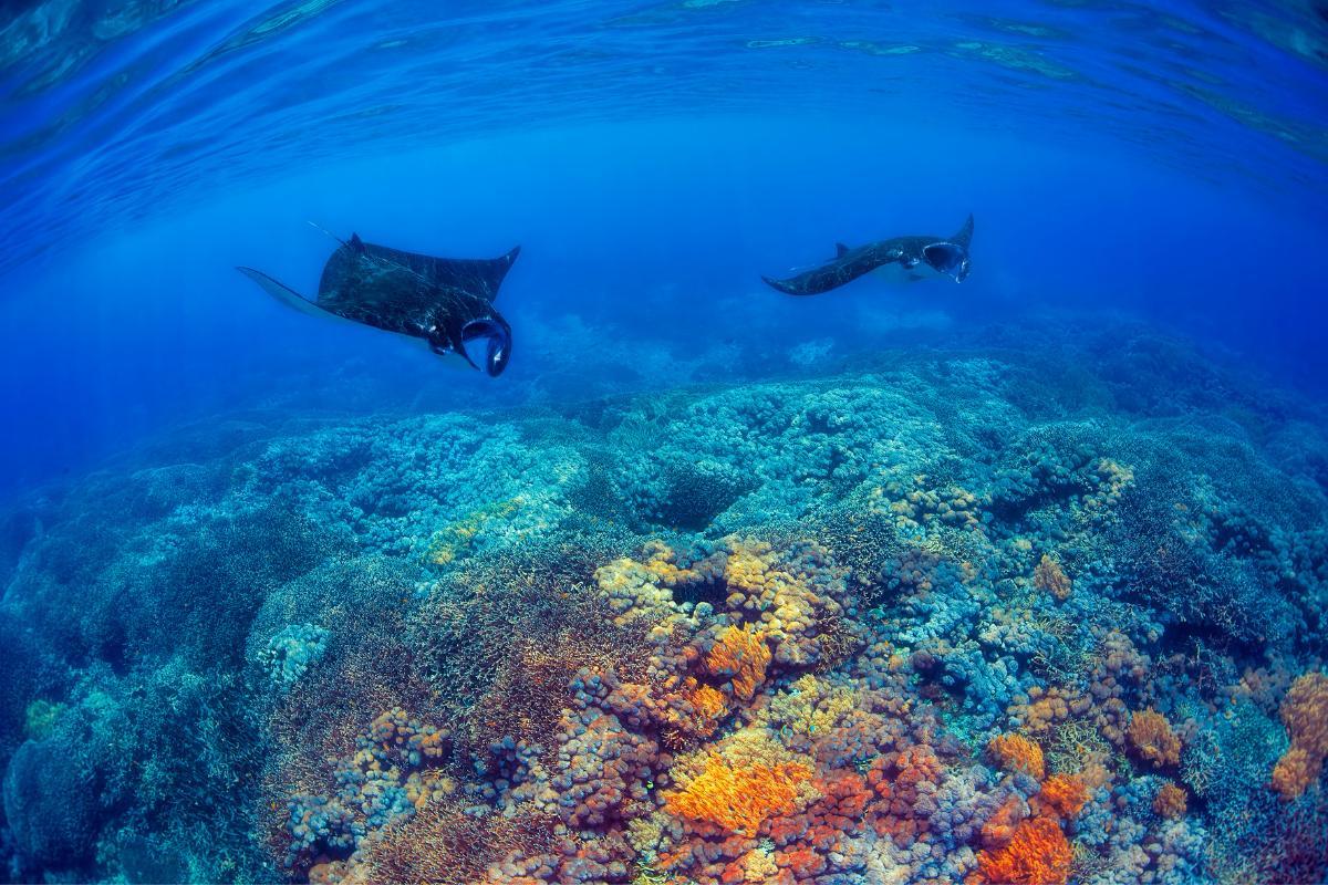 Manta Ray Habitats - Where Do They Live?