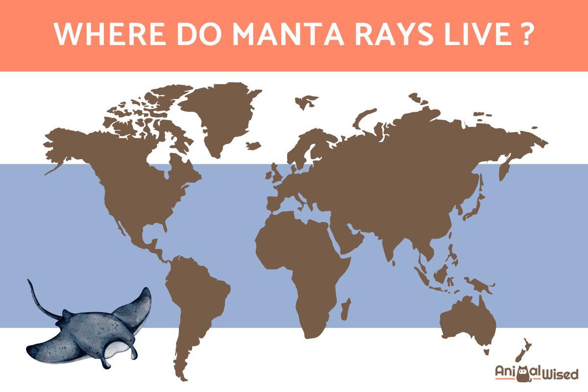Where Do Manta Rays Live In the World?