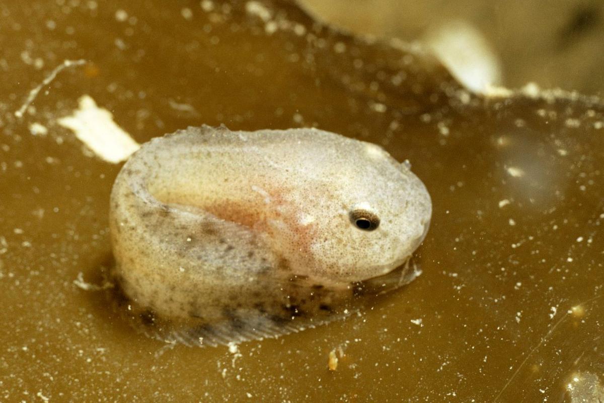 Different Types of Snailfish