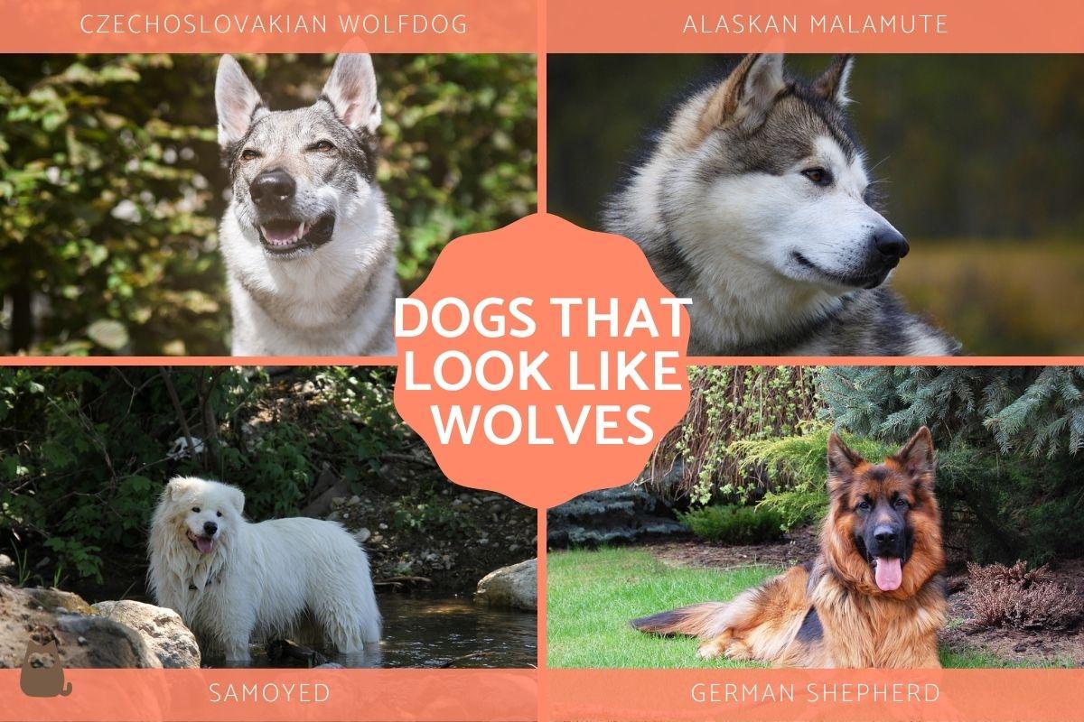 Dog Breeds That Look like Wolves
