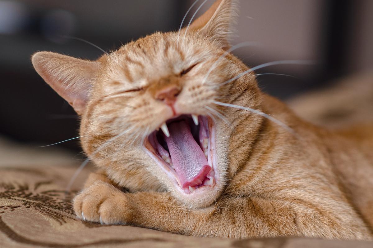 How Many Teeth Does a Cat Have?