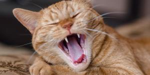 How Many Teeth Does a Cat Have?