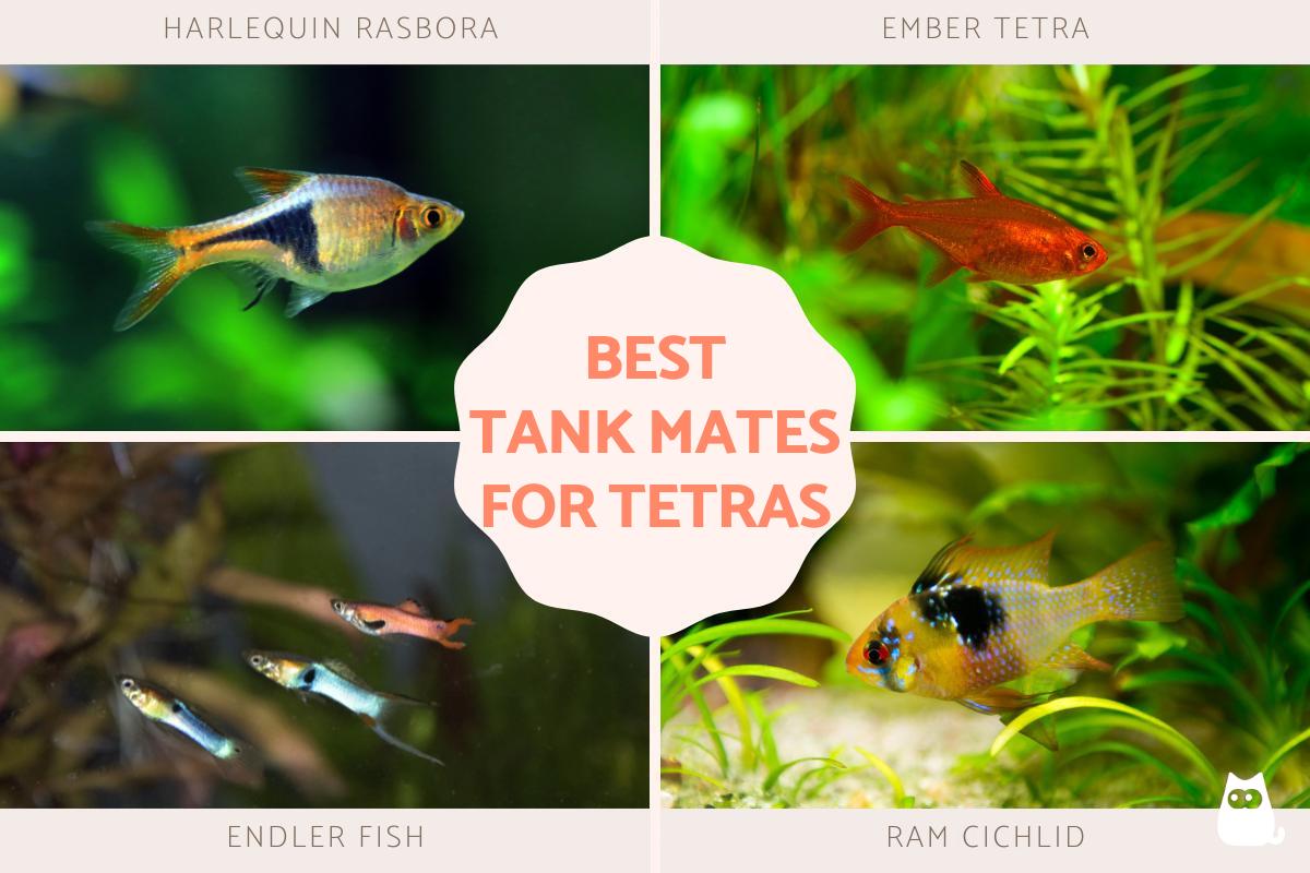 Best Fish to Keep With Neon Tetras