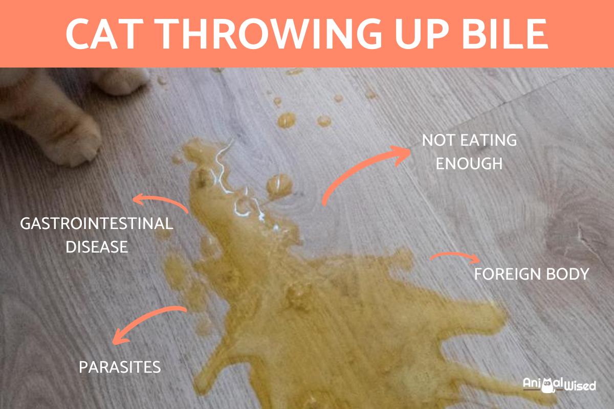 My Cat Is Throwing Up Yellow Liquid