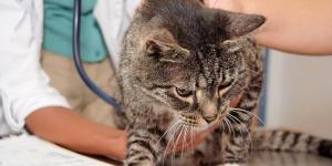 Diaphragmatic Hernia in Cats - Causes, Symptoms and Treatment