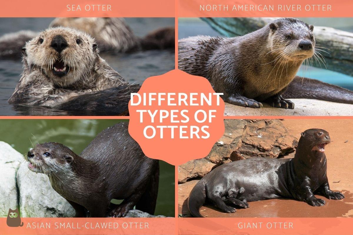 Different Types of Otters