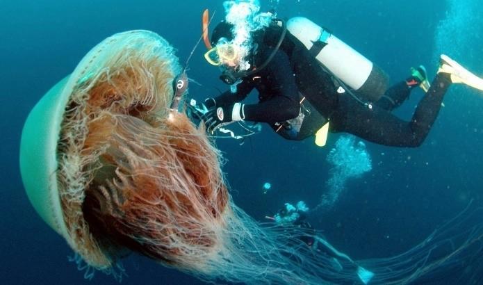 The Largest Jellyfish in the World - Biggest Jellyfish Ever
