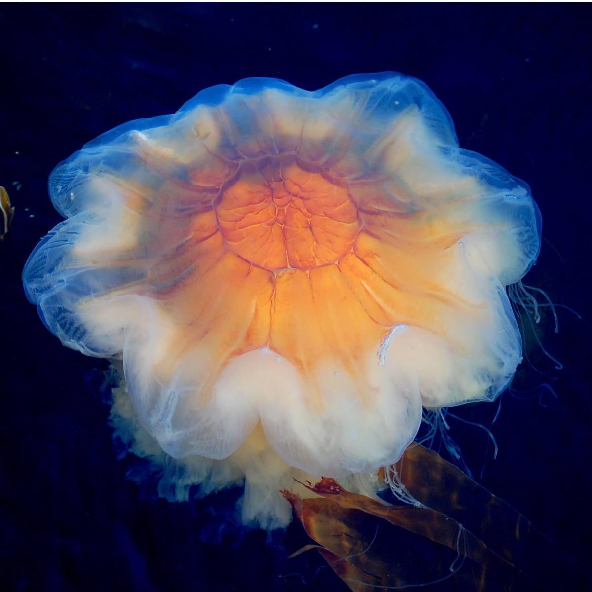The Largest Jellyfish in the World