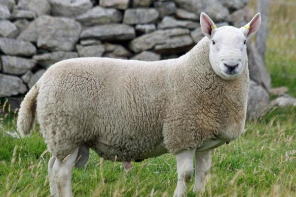 Popular Sheep Breeds - Appearance, Wool, and Uses - Cheviot sheep 