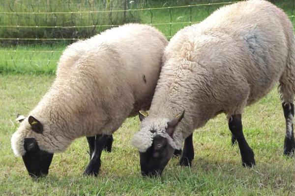 Popular Sheep Breeds - Appearance, Wool, and Uses - Clun Forest Sheep 