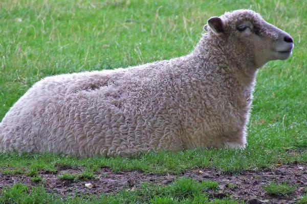 Popular Sheep Breeds - Appearance, Wool, and Uses - Cotswold sheep