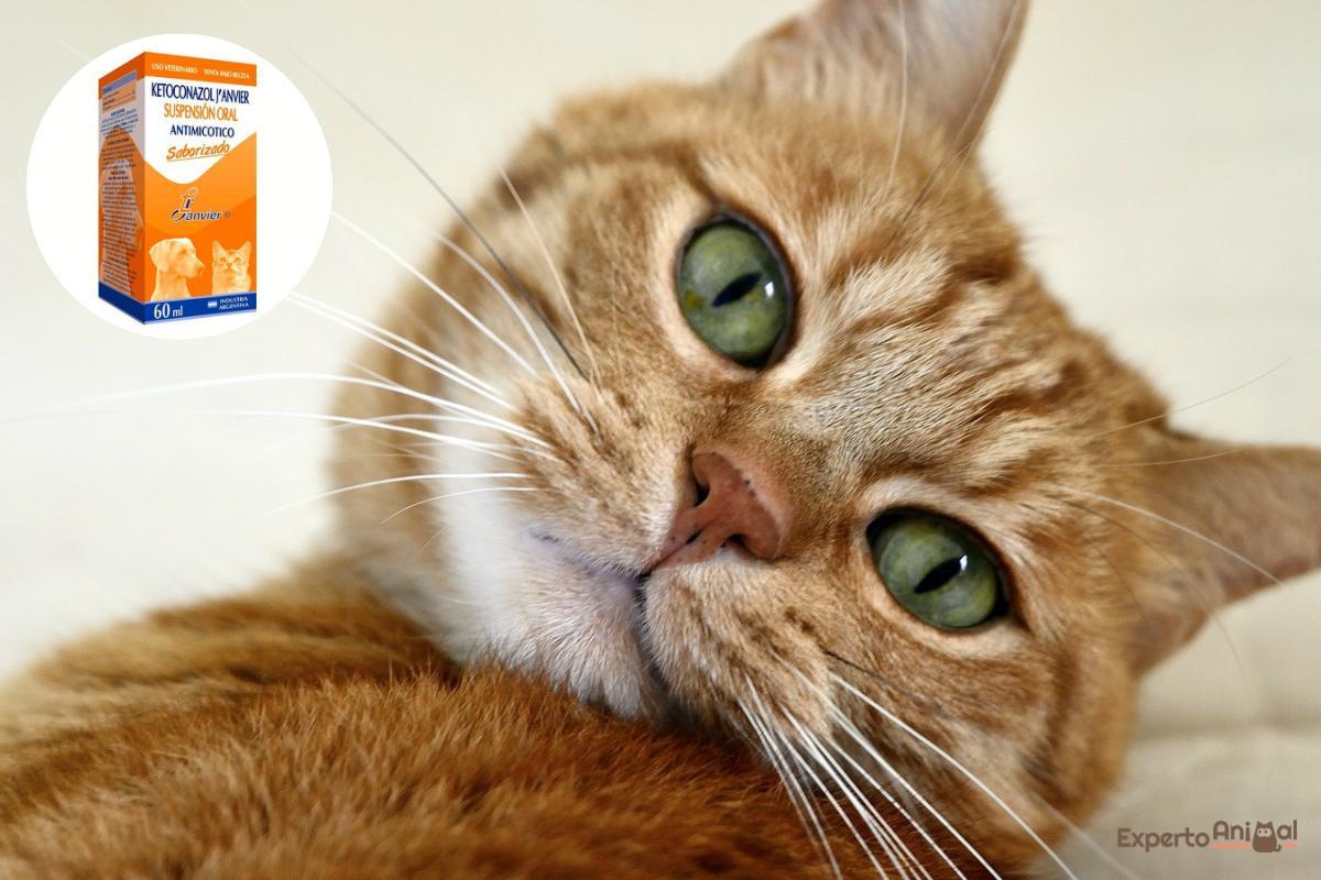 Ketoconazole for Cats - Uses, Dosage and Side Effects