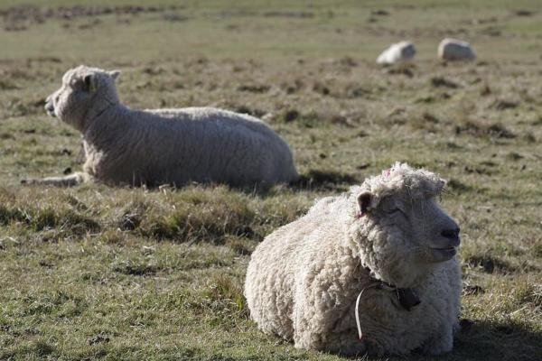 Popular Sheep Breeds - Appearance, Wool, and Uses - Merino sheep