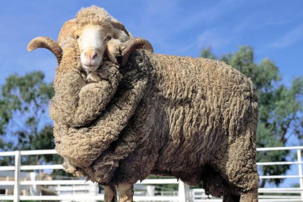 Popular Sheep Breeds - Appearance, Wool, and Uses - Rambouillet sheep