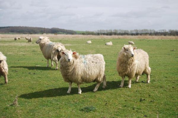 Popular Sheep Breeds - Appearance, Wool, and Uses - Romney Sheep 