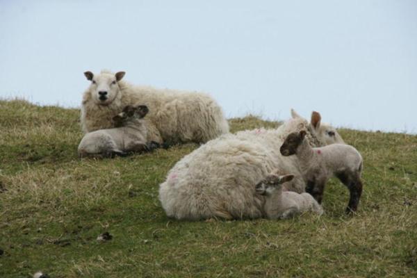 Popular Sheep Breeds - Appearance, Wool, and Uses - Shetland sheep 