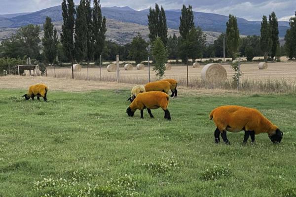 Popular Sheep Breeds - Appearance, Wool, and Uses - Suffolk sheep