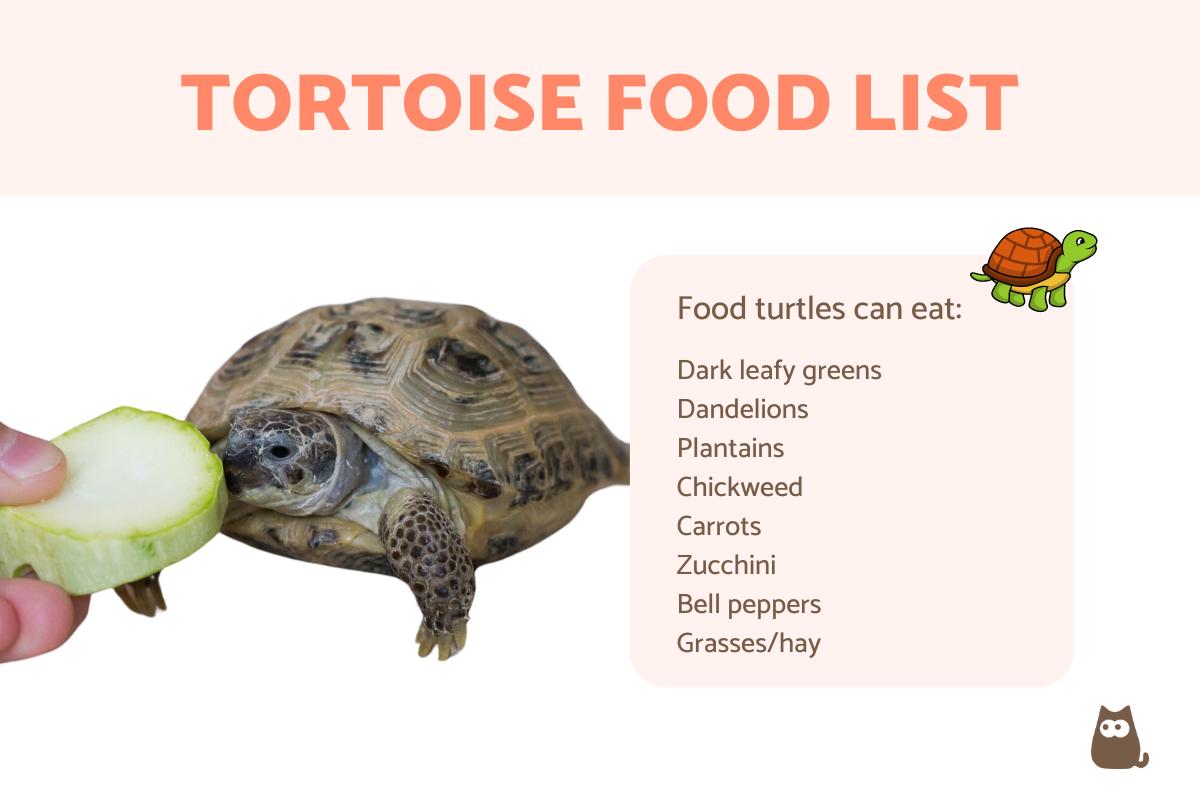 Tortoise Food List - What Turtles Can and Can't Eat