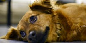 My dog demands a lot of attention, is it normal?