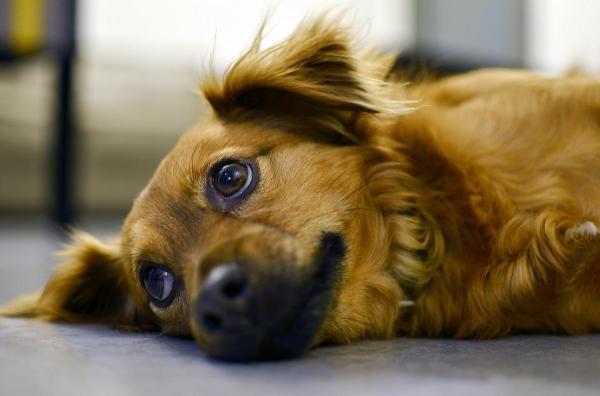 My dog demands a lot of attention, is it normal?