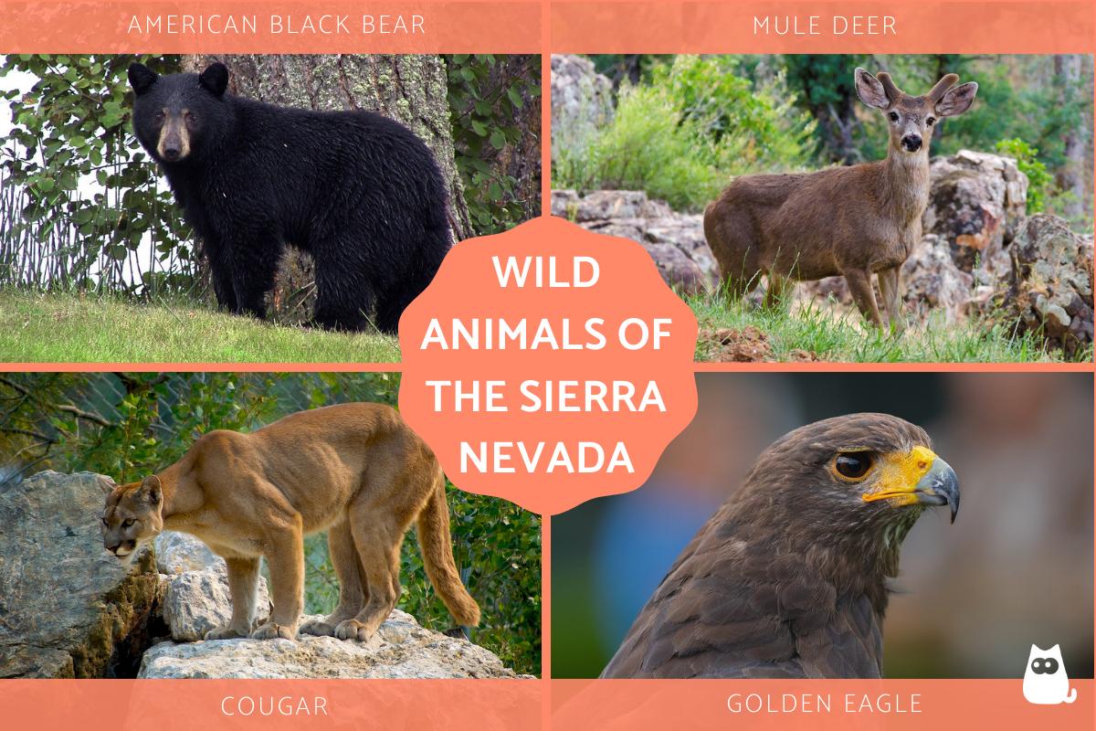 Wild Animals of the Sierra Nevada