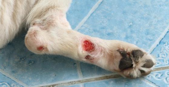How to Treat Pemphigus in Dogs