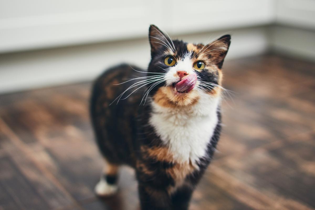 My Cat Keeps Drooling - Causes and Treatment