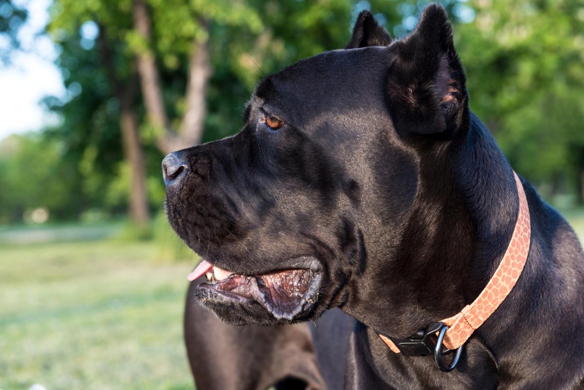 Tips on How to Train a Cane Corso