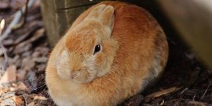 My Rabbit's Stomach is Making Gurgling Sounds