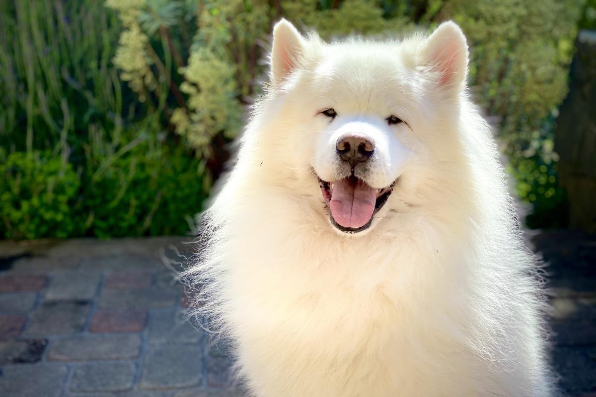 Image showcasing +10 Best Hypoallergenic Dog Breeds - Low-Shedding Pets for Allergy Relief